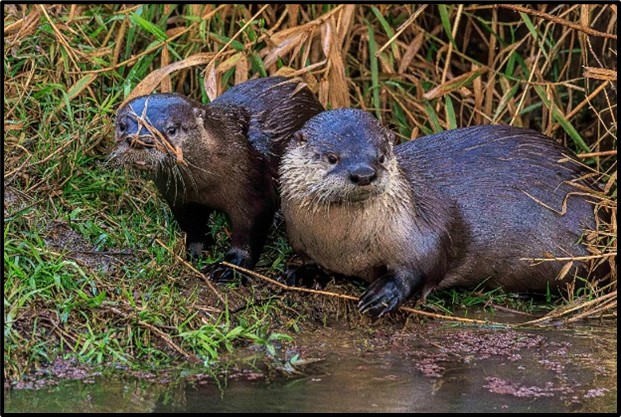 River Otter along slough bank by Charlie Rutkowski