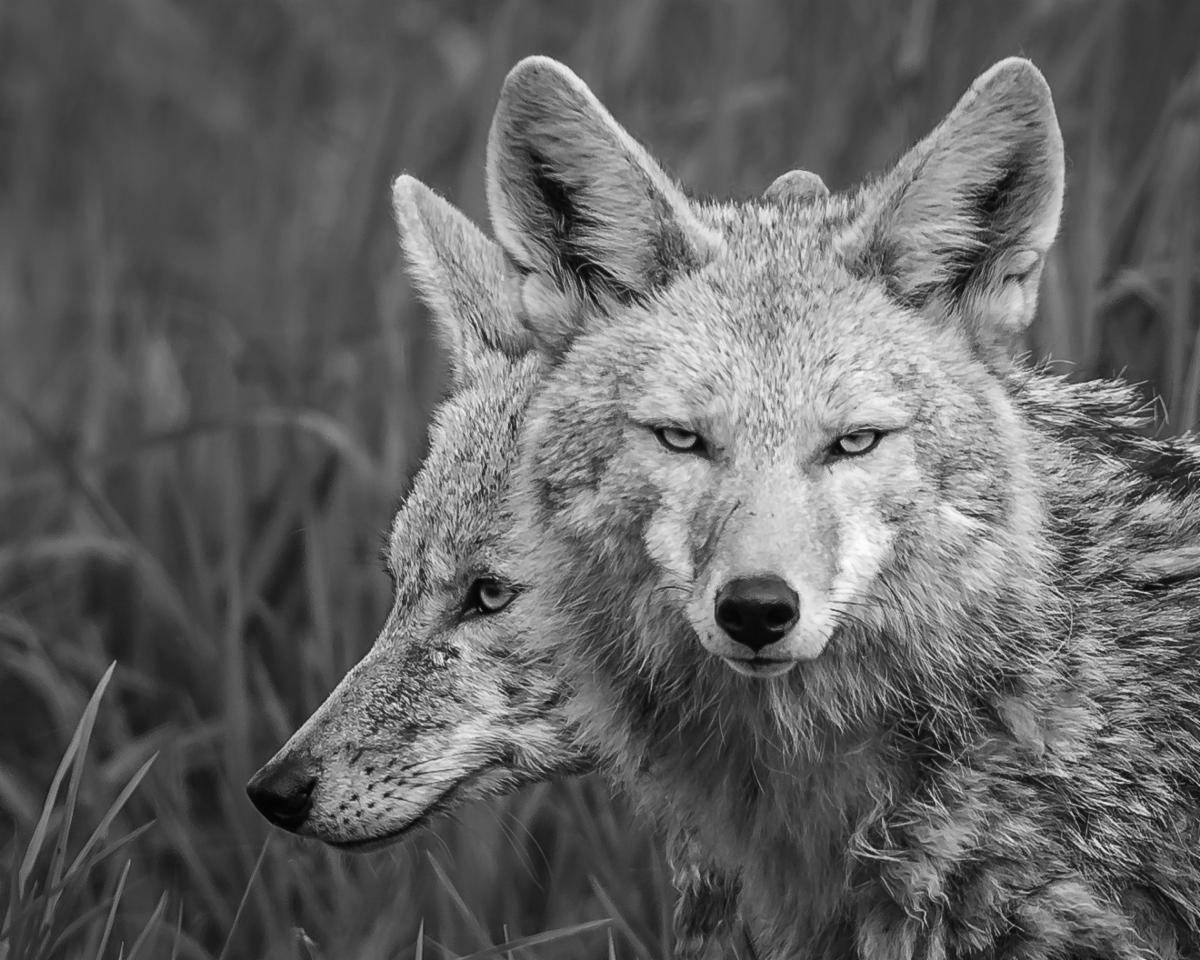 Two coyotes