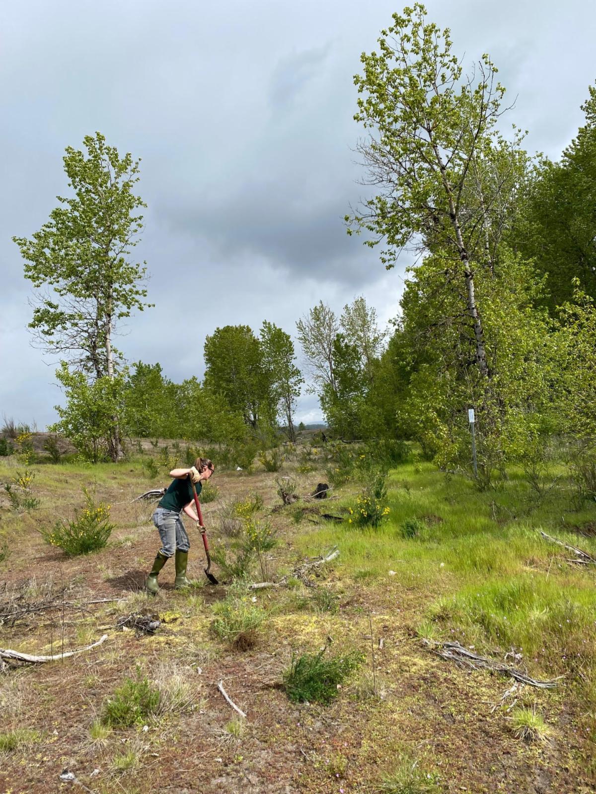 Volunteer Grace digging up Scotch Broom 