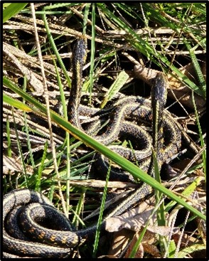 Red-spotted Garter Snake Sunning by Susan Setterberg