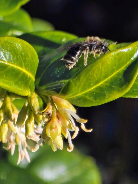 Mining bee by Anne Bulger 2 2025 Ridgefield, WA