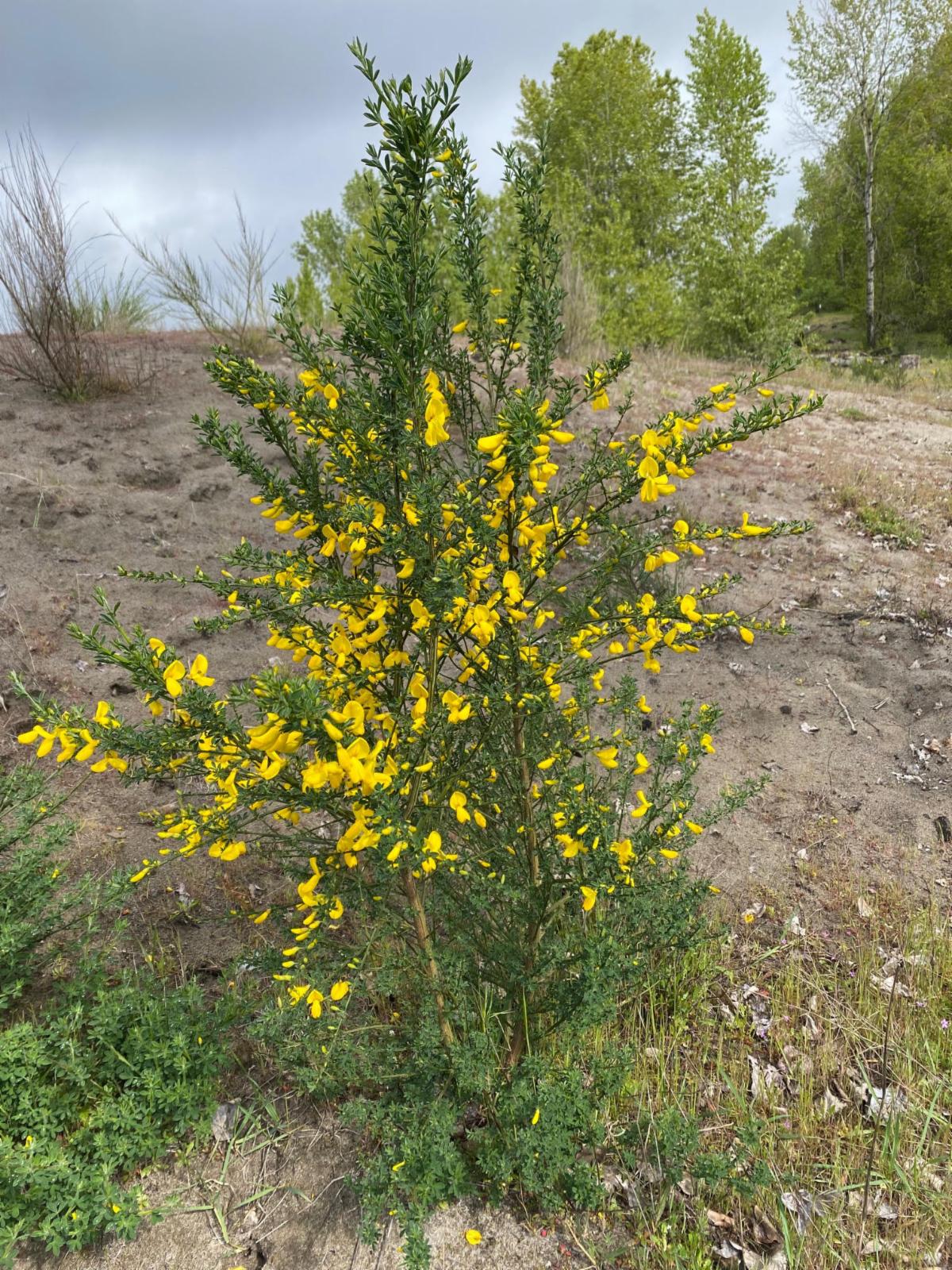 Close up Scotch Broom plant (for reference) 