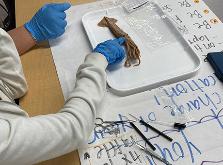 student hands dissecting squid