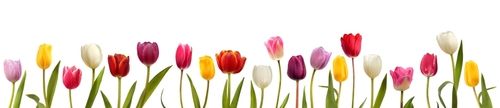 Colorful blooming tulips border. Blooming tulips of different colors isolated on white background