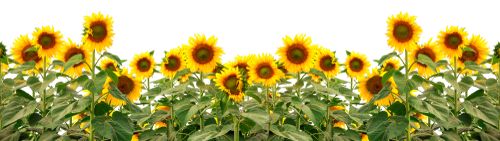 blooming sunflowers isolated on white background with clipping path.