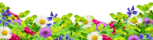 Field of wildflowers