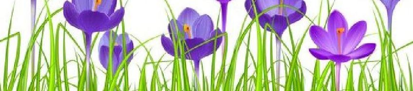 Seamless horizontal border with blue crocuses.  Seamless pattern for your design_ easter greeting cards_ announcements_ posters.