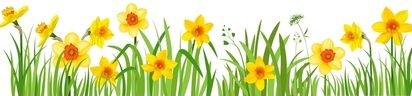 Spring banner of daffodils. Natural illustration element isolated. Illustration for design flyers_ banners_ leaflets_ posters_ advertising_ sale
