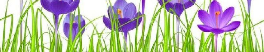 Seamless horizontal border with blue crocuses.  Seamless pattern for your design_ easter greeting cards_ announcements_ posters.