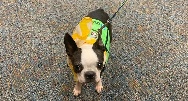 A Boston terrier (dog).