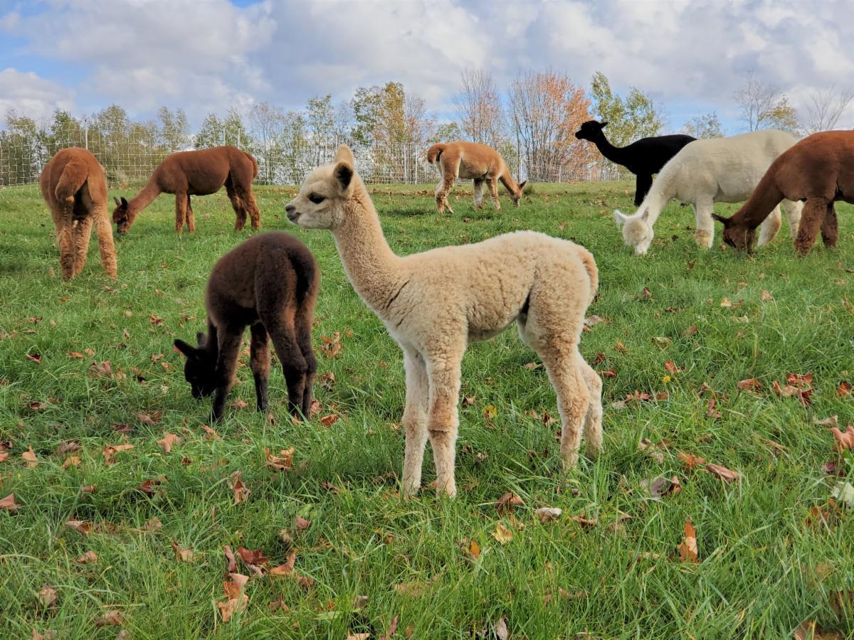 Celebrate Fall In Unity Maine