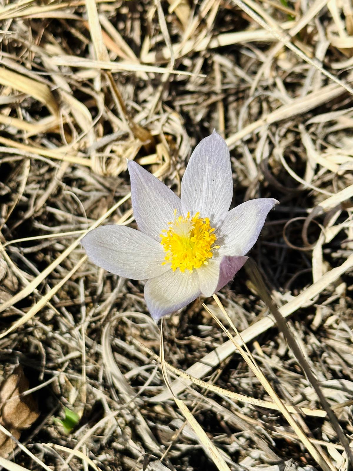 Prairie Pasque Flower at Prairie Woods Environmental Learning Center in Spicer MN
