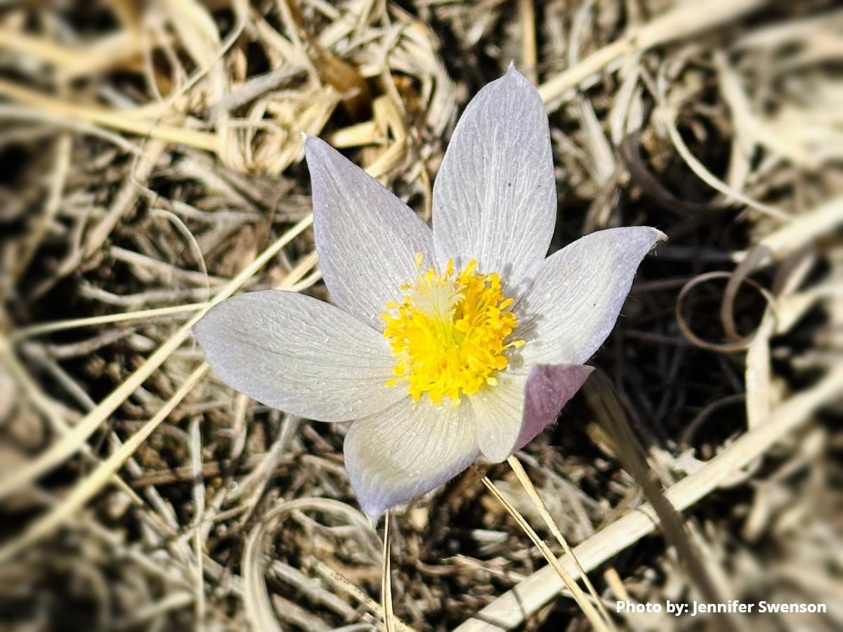 Prairie Pasque Flower at Prairie Woods Environmental Learning Center in Spicer MN