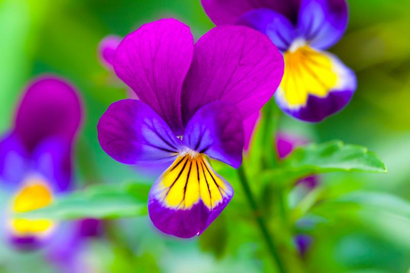 viola_flowers_purple.jpg