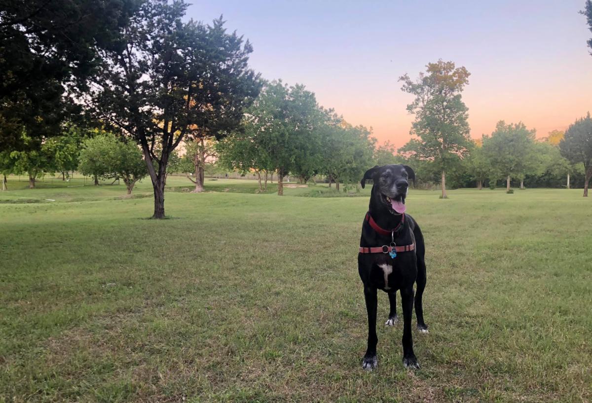 Thor enjoys our private dog park.