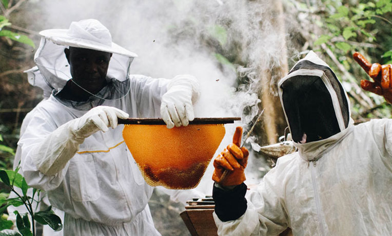 Two beekeepers in full bee suits hold up a large piece of honeycomb from a hive, with smoke around them.