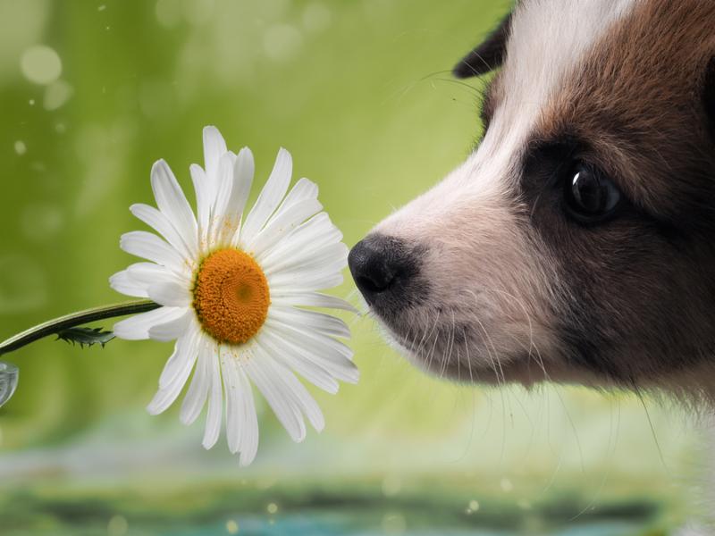 Dog smelling the flower. Funny puppy face