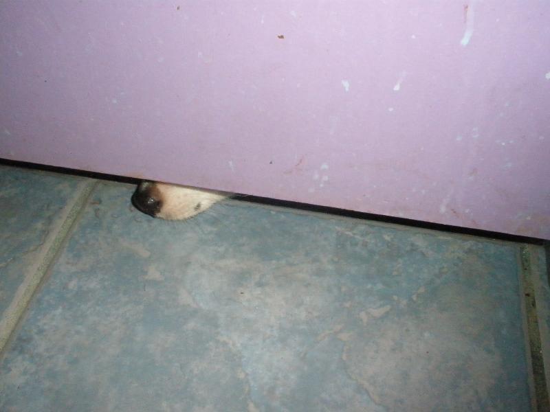 Nose under door