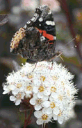 butterfly
