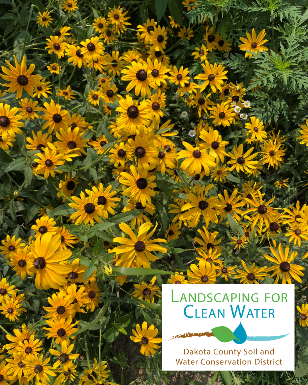 Photo of black eyed susans with Landscaping for Clean Water logo in lower righthand corner
