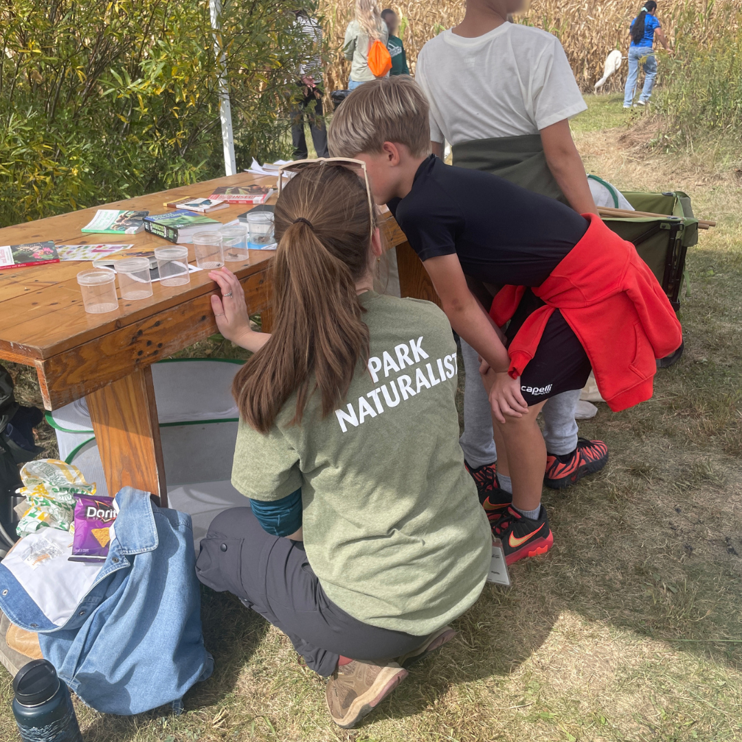 Children outdoors near a grassy path and trees gather around a table covered with supplies looking at bug samples with Dakota County Parks staff.