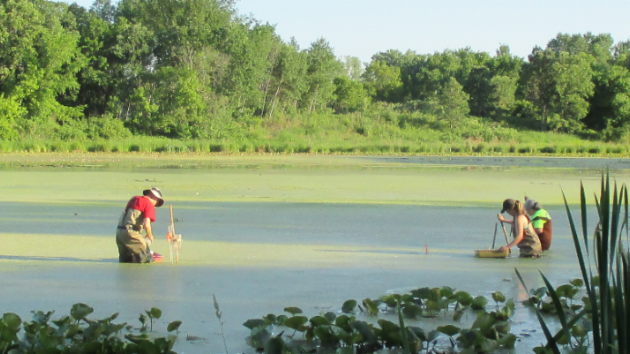 Two individuals in waders are conducting research in a shallow body of water covered in green algae. They are using equipment to collect samples, with trees and vegetation visible in the background.