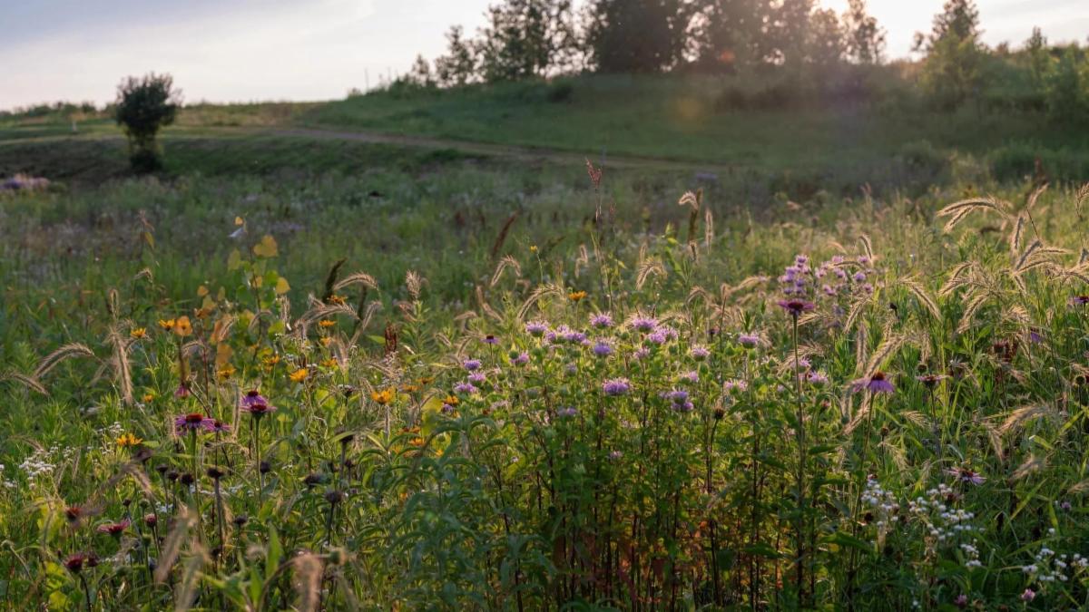 A field of wildflowers, including purple coneflowers and yellow daisies, bathed in the warm glow of the setting sun. A dirt path winds up a grassy hill in the background.