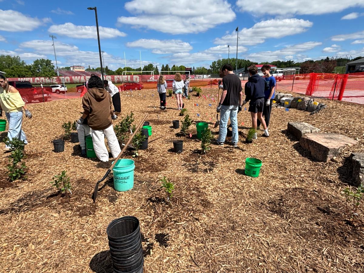 A group of people planting young trees in a mulched area with a football stadium in the background.