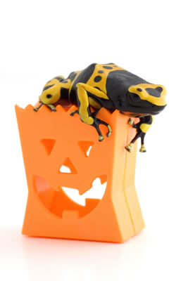 halloween-frog.jpg