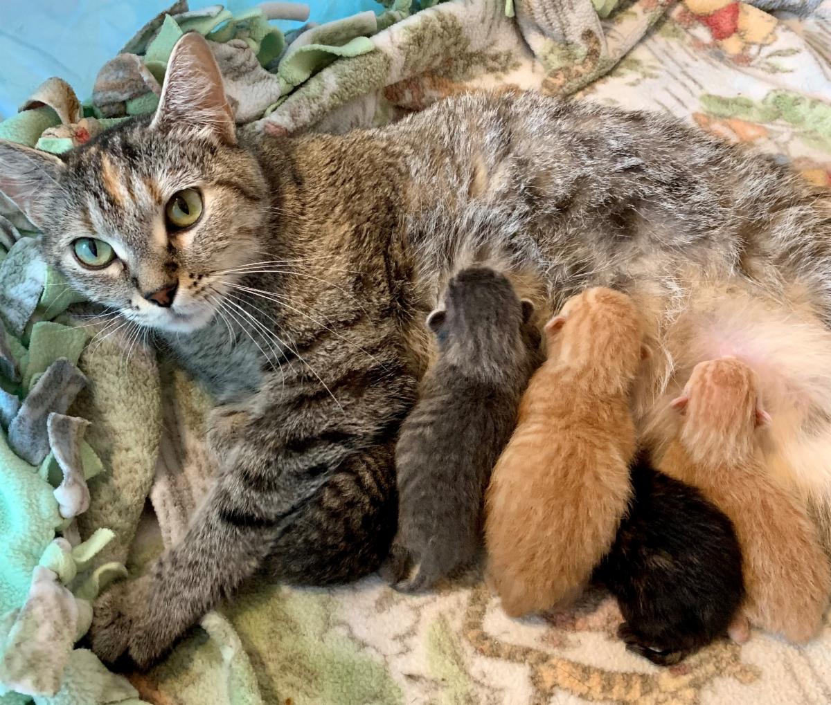 Mama cat delivers kittens 24 hours after being rescued