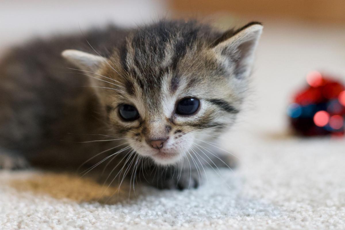 Mama cat delivers kittens 24 hours after being rescued