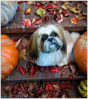 Pumpkins