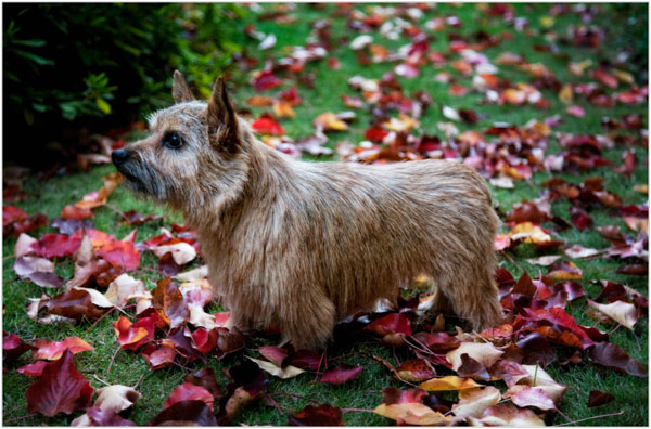 Nor in Fall