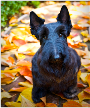 Scotty in Fall