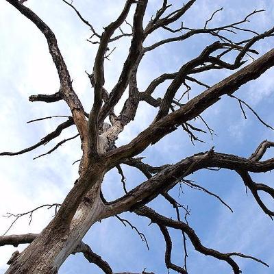 Rutgers Hazardous Tree Identification Course