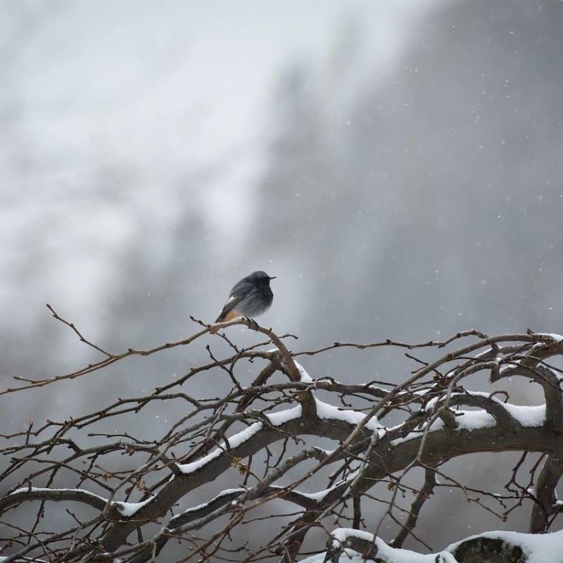 bird on a snowy branch