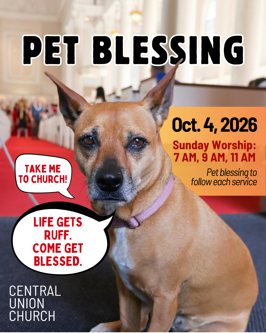 Pet Blessing on October 4
