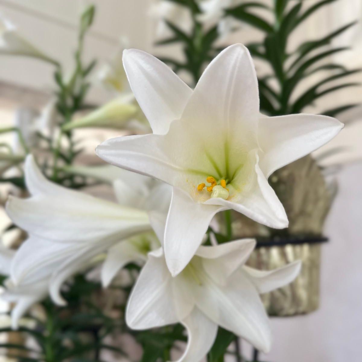 White lily plant in bloom for Easter