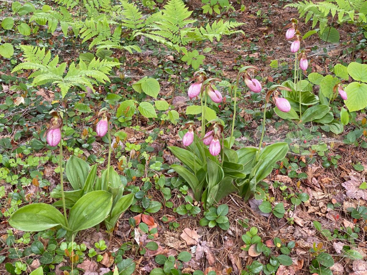Lady slippers.jpg