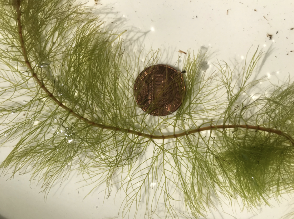 Screen Shot 2021-07-14 at 3.02.32 PM.png