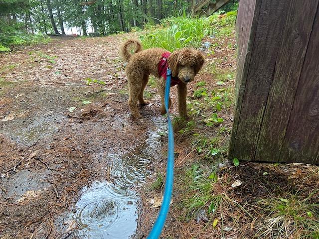 rainy day survey .jpg