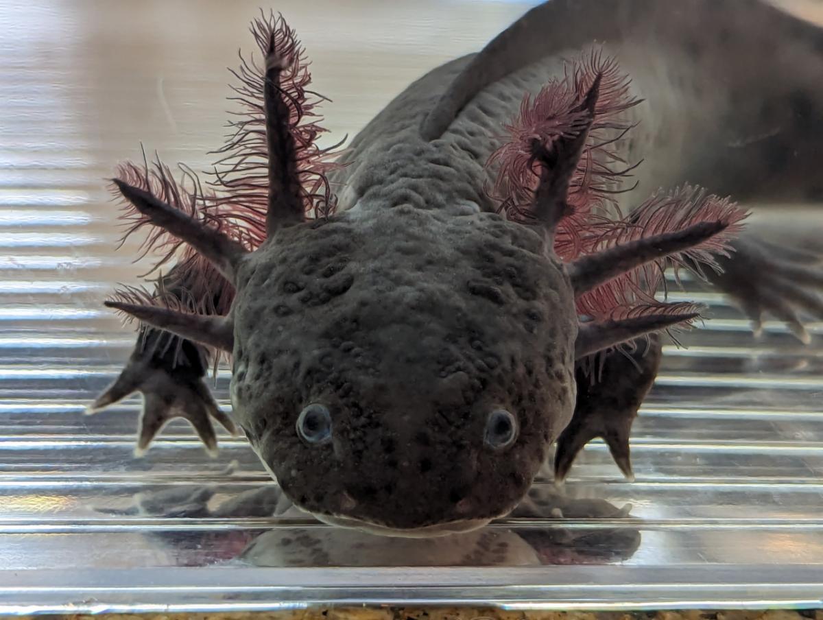 2 MALE and 1 FEMALE MEL Axanthic Axolotls available.