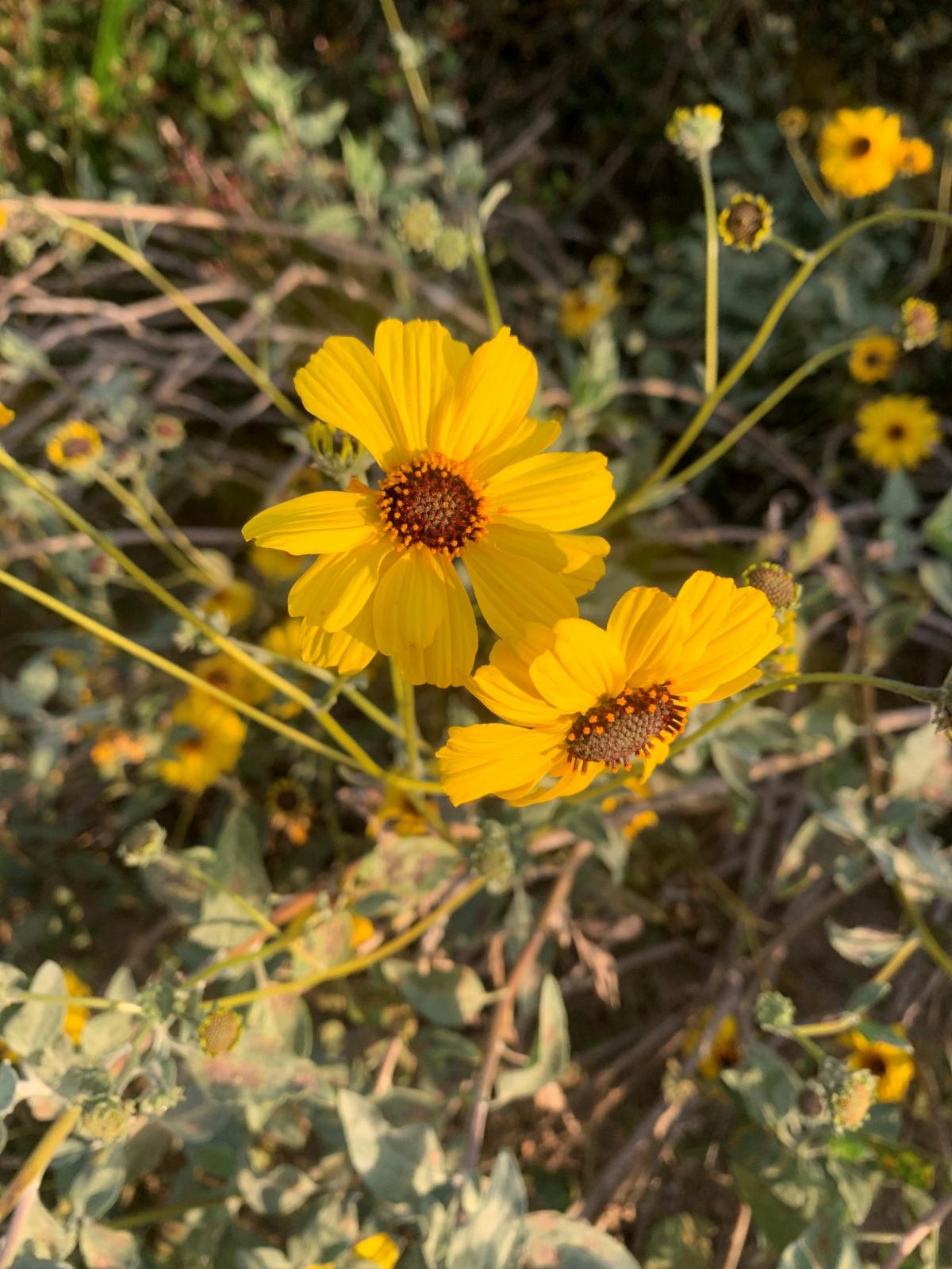 Yellow flowers