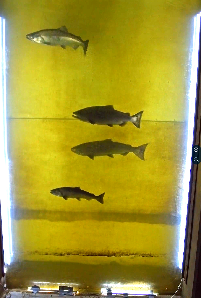 a display window of a fish ladder with chinook salmon swimming up the ladder