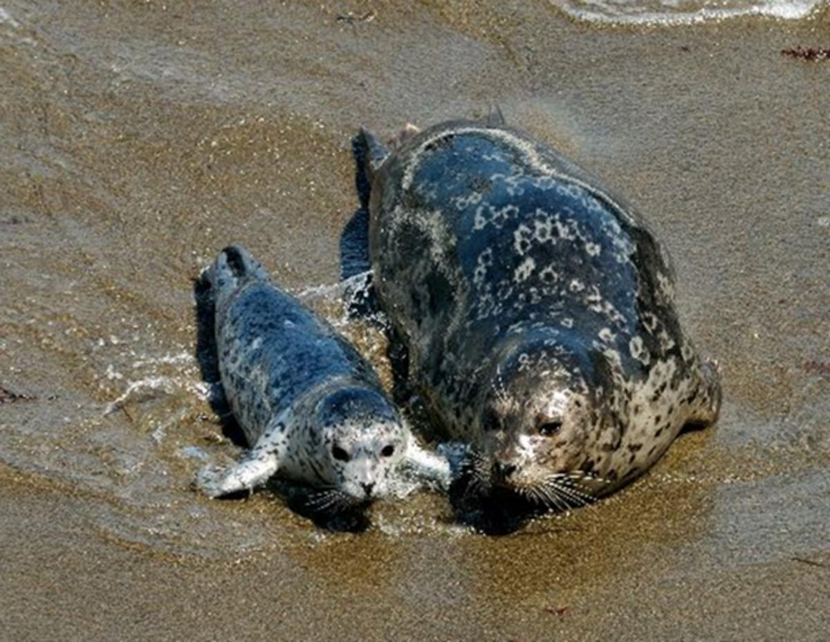 harbor seals baby and momma