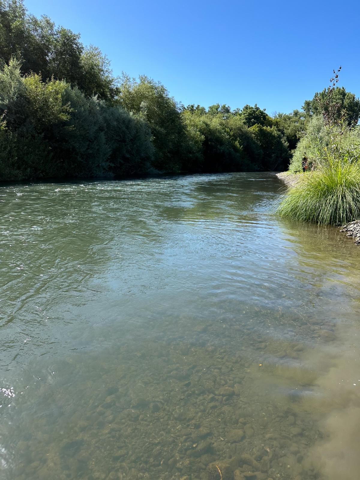 photo of a river from a low perspective