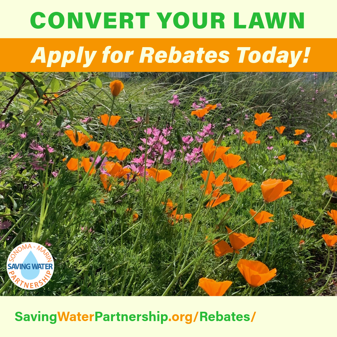 Text on image reads "Convert your lawn, apply for rebates today! savingwaterpartnership.org/rebates" with image of orange wildflowers