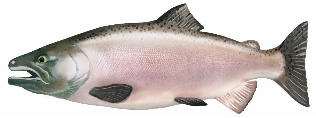 realistic illustration of a Coho Salmon