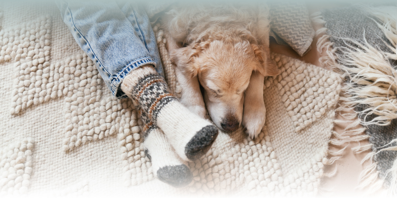 Sleeping dog and person wearing thick knitted socks.