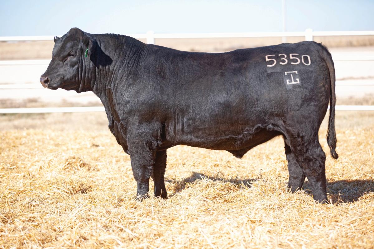 Gardiner Angus Ranch's 5th Annual Early Bird Bull Sale • This Monday